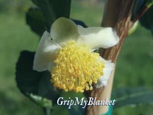 GripMyBlanket